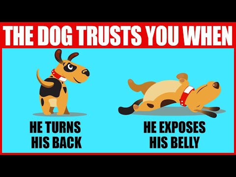Your Dog's Body Language Finally Explained