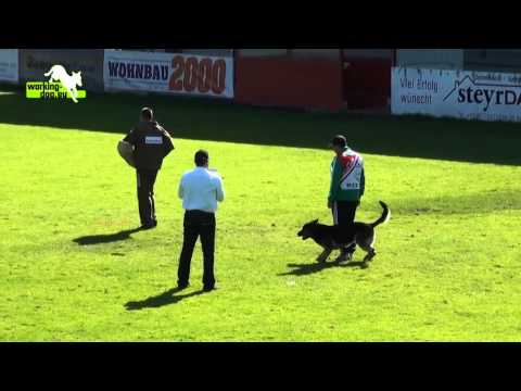 Cak Ben-Ju - WUSV-WM 2012 - C