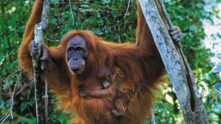 OWEN MOORE - If You Won't Be Mine