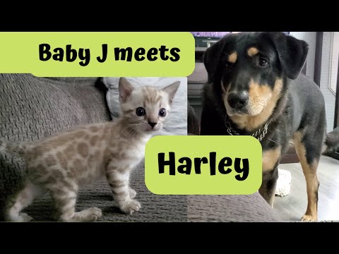 😺Baby JJ Meets Harley for the First Time! 🐾 Tiny Bengal Kitten and Big Dog Make Friends💕