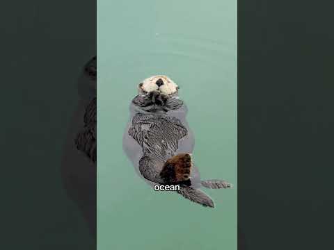 Sleeping Sea Otter