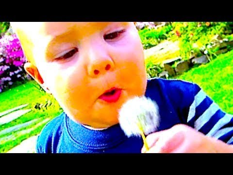 CUTE BABY BLOWING DANDELIONS   Day 1765 | Video