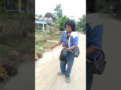 Cara narik kabel Fiber optik dengan benar