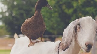 TAKE A TOUR OF OUR FARM!