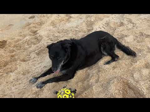 Sheba meditates at the beach 🏖