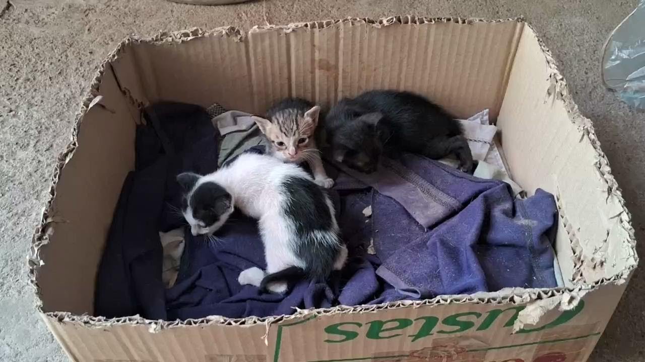 可愛いすぎる子猫 Part 14 || 芸能界ニュース