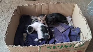 可愛いすぎる子猫 Part 14 || 芸能界ニュース