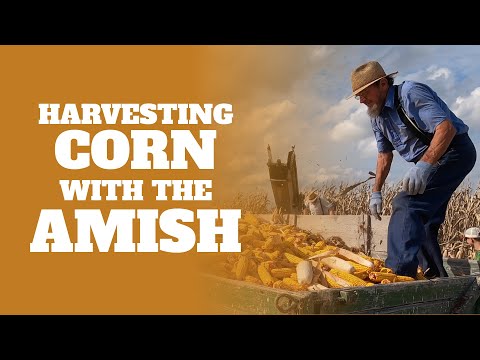 Harvesting Corn with the Amish in Southern Indiana