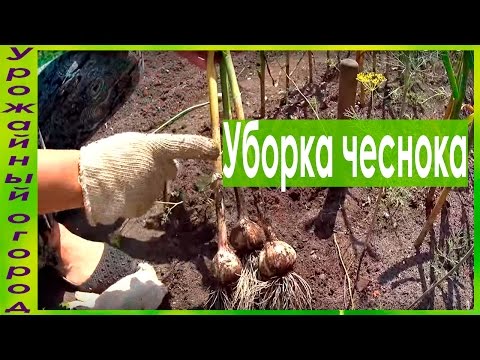 УБОРКА И ХРАНЕНИЕ ЧЕСНОКА!!!