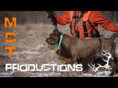 Dog Work: Pointing with Bindi