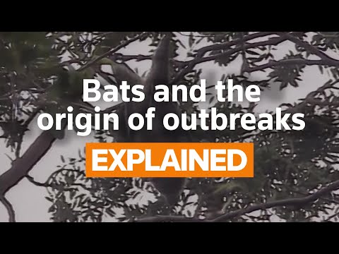Explainer: Bats and the origin of outbreaks
