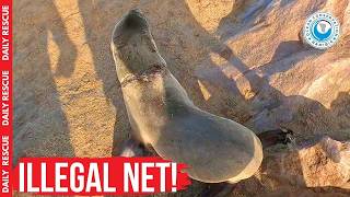 Gill Nets Are Banned Everywhere... So Why Did We Find This in Namibia?