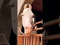 Horselover Reels Instagram Trending Viral Love Explore Instagood Explorepage India Follow