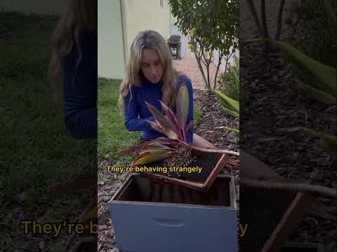 Teeny tiny bee swarm