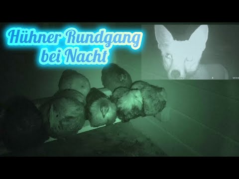 Hühner Rundgang bei Nacht - merkwürdiger Besucher