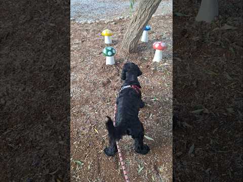 funny dog #dog #doglife #dogvideos #funnydogs #shorts