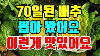웃거름 2번준 70일된 김장배추 속이 찼을찌 쪼개봤습니다.