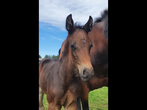 Rock Star by KFarstad - Contendro I x Catoo x Lancer II