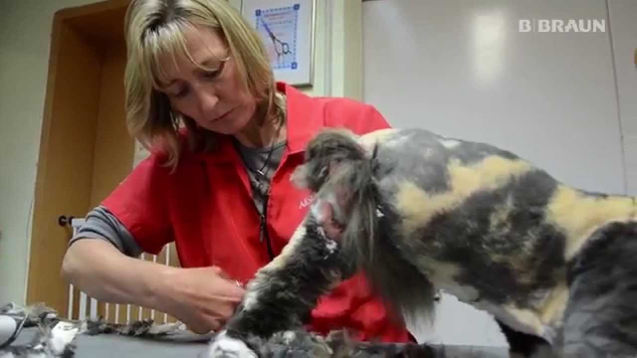 AESCULAP®  Schermaschinen im Test: Katzenschur ( verfilztes Fell )