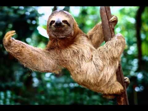 Fischmob - Johnny [jetz weisst du bescheid...]