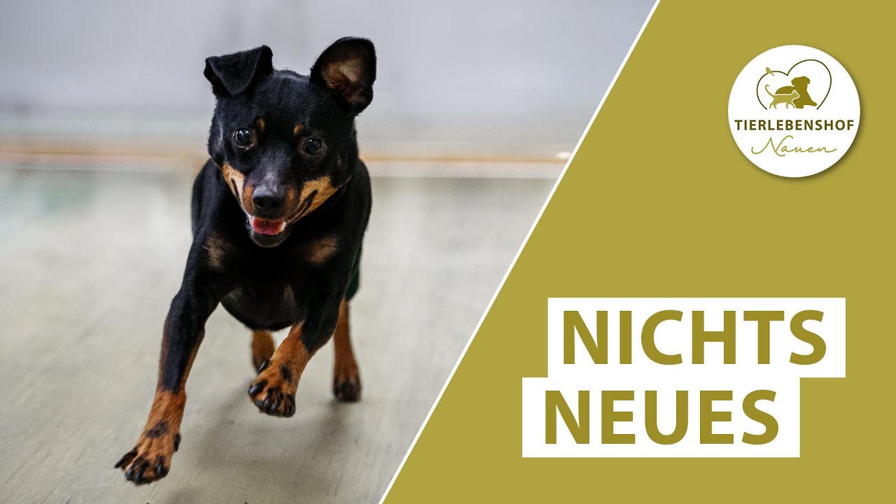 Nichts Neues vom Tierlebenshof – Tierlebenshof VLOG 178
