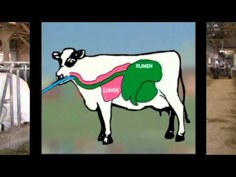 How to Drench a Cow - Six Simple Steps