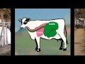 How To Drench A Cow Six Simple Steps
