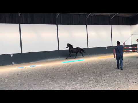 2,5y stallion Vivaldos X Fürst Jazz