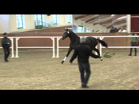 65. (Sir Galanto II - Ritual) Hengst verkäuflich