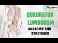 QL - Quadratus Lumborum Anatomy and Best Stretches For Tightness, Soreness and Lower Back Pain.