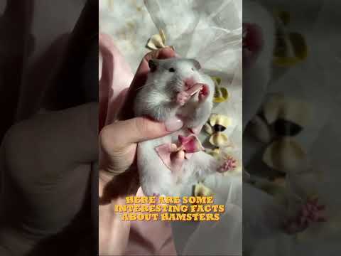 How Hamsters Use Their Cheek Pouches to Store Food