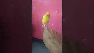Download lagu suara burung kenari air mancur mp3