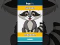 raccoon - mapache video thumbnail