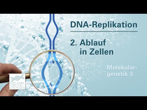 [Molekulargenetik 3] DNA-Replikation – Ablauf in Zellen