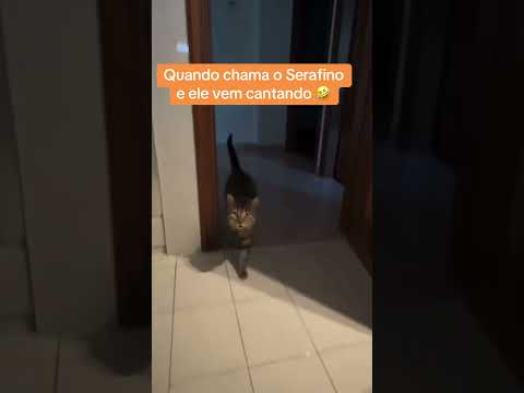 Quando chamo Serafino e ele vem cantando 🤣Um gato que gosta de cantar, ops, miar 🤣 #gato #cat