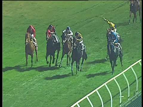 Galoppo 15/11/2017 - 7ª corsa