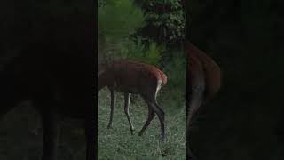 Alttier hautnah 🦌