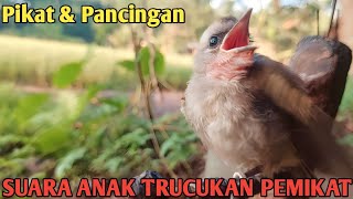 Download lagu Suara Pikat Trucukan Anakan trucuk minta makan ampuh mp3