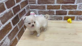 チワワ(ロング)の動画01