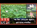 গোলাপি ও সাদা রংয়ের পদ্মের মনকাড়া চাহনি! | Rajbari Poddo Bil | Somoy TV