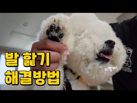 우리집 강아지는 왜 자꾸 발을 핥을까?