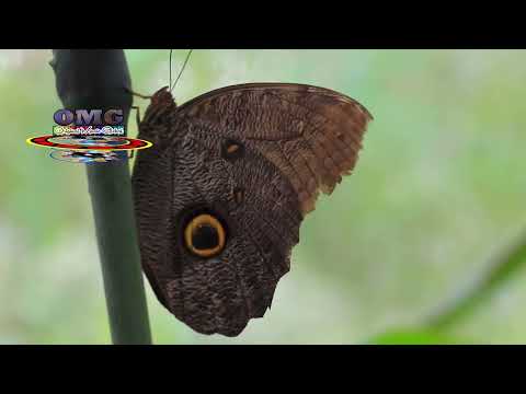 Megan Hamilton   Make It Out Alive