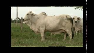 EMPRESARIOS DEL CAMPO GENOMICA ASOCEBU 05-05-12