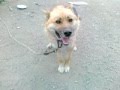 Апчи 