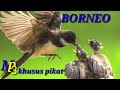 Trend Suara Burung Kipasan Khusus Pikat Ii Jos Kalimantan, Terbaru!
