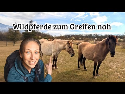 15 km Rundwanderung Freyburg an der Unstrut 🍇 Schloss Neuenburg 🏰Wildpferde hautnah 🐎 Friedwald 🌳