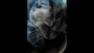 Kitten Lolita drinking water with her paw