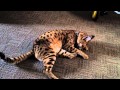 Populer F1 Savannah talking back, Video Savannah Cat Hissing paling update!