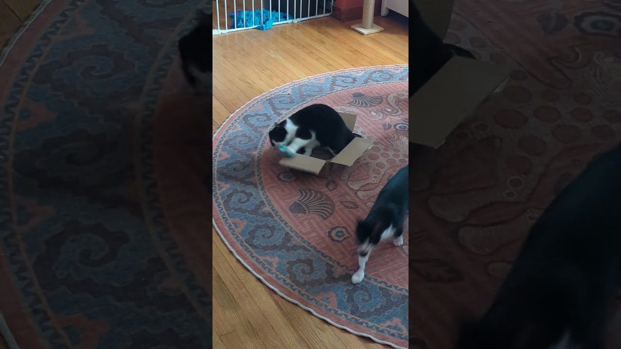 Enlarge Acadia, a Adoptable Domestic Short Hair in Albany, NY video 2/5