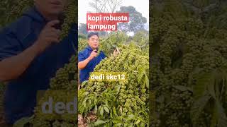 Download lagu Lampung robusta coffee, Bagio clone #agriculture #coffee #robusta mp3
